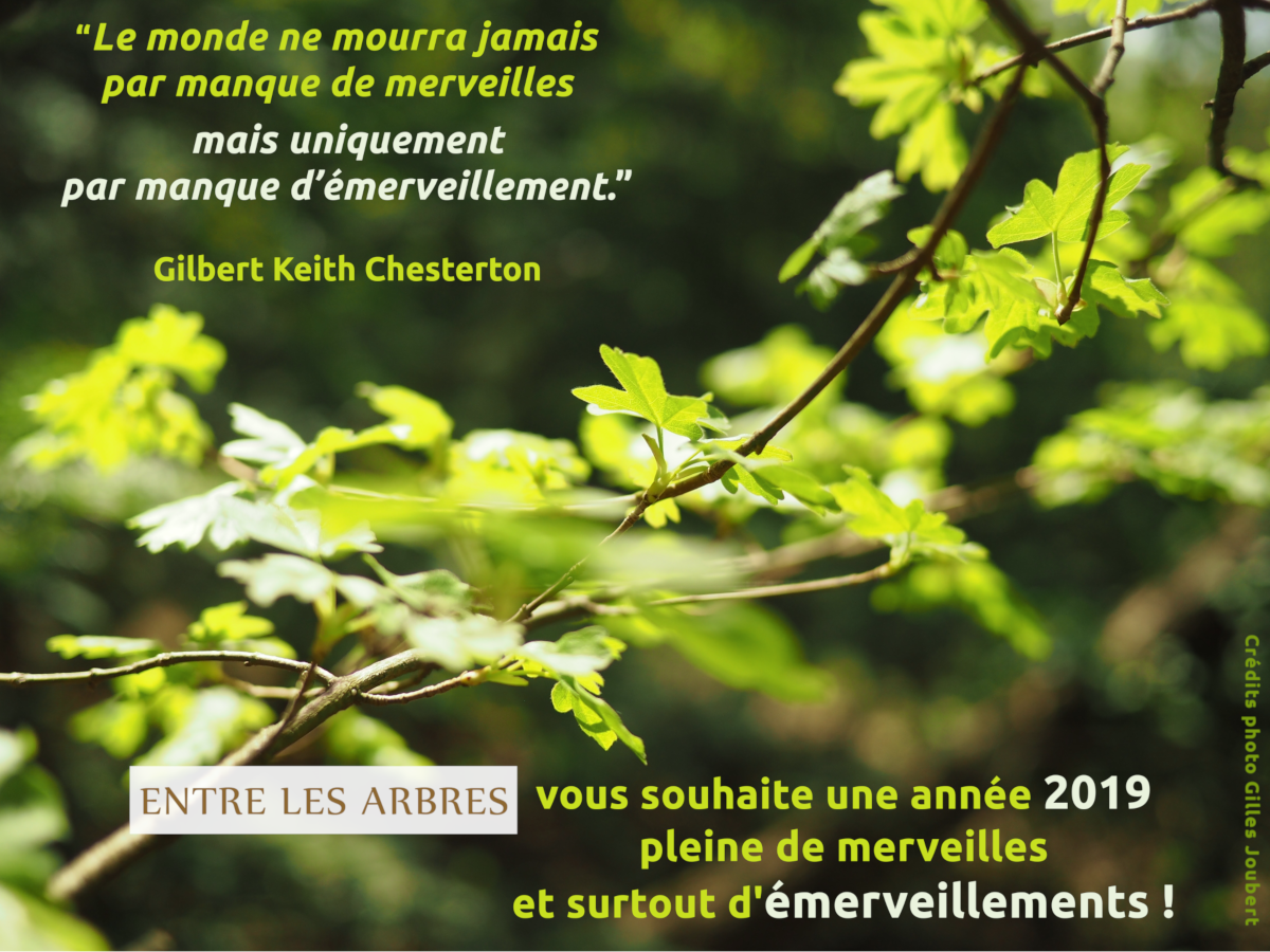 38 Citations Inspirantes Sur Les Arbres!