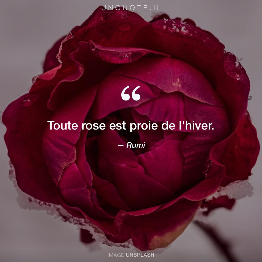 48 Citations Inspirantes Sur La Beauté Des Roses
